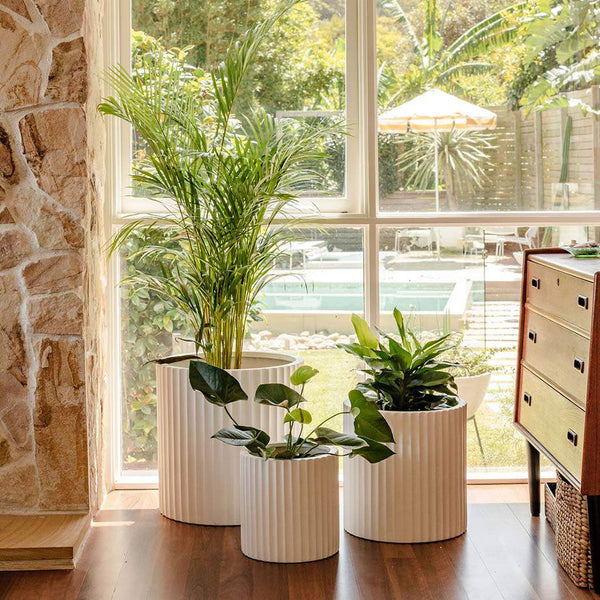 Dark wood, seventies-inspired decor living room with three white pot plants clustered in front of a white framed window.