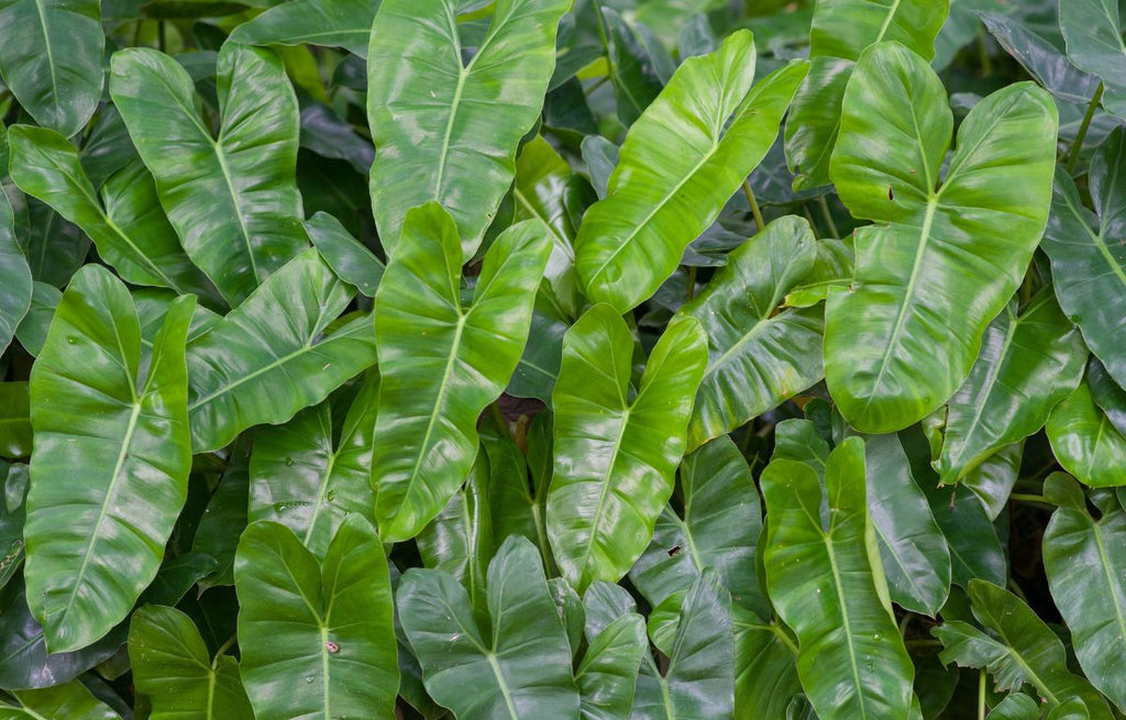 10 Easy-to-Grow Philodendron Varieties