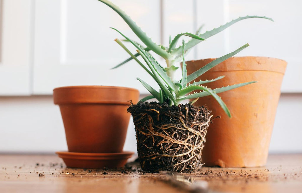 A root bound plant waiting to be planted into a larger pot.