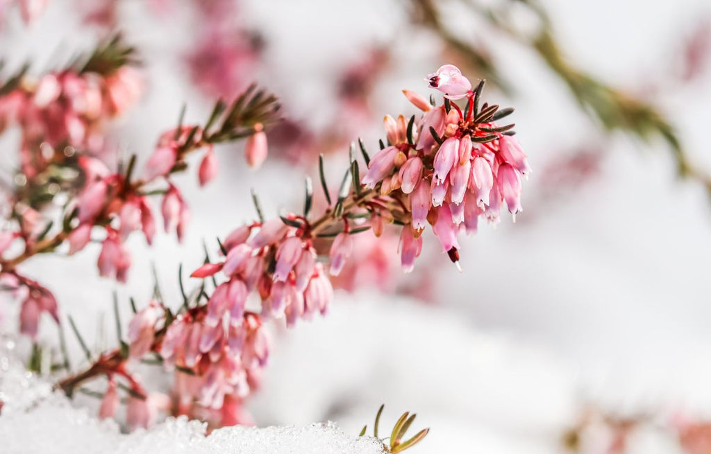 Winter-Friendly Plants That Bloom