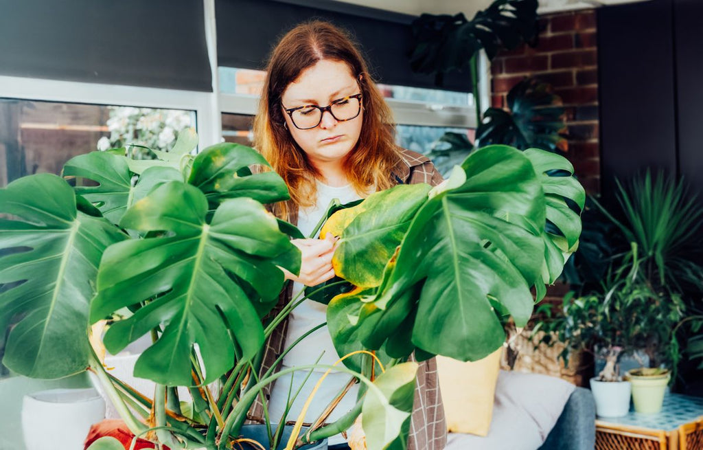 5 Signs You're Overwatering Your Plants