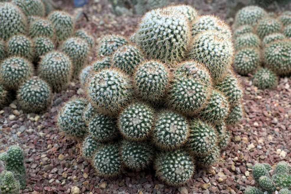 A clumped ball of baby Crown Cactus.