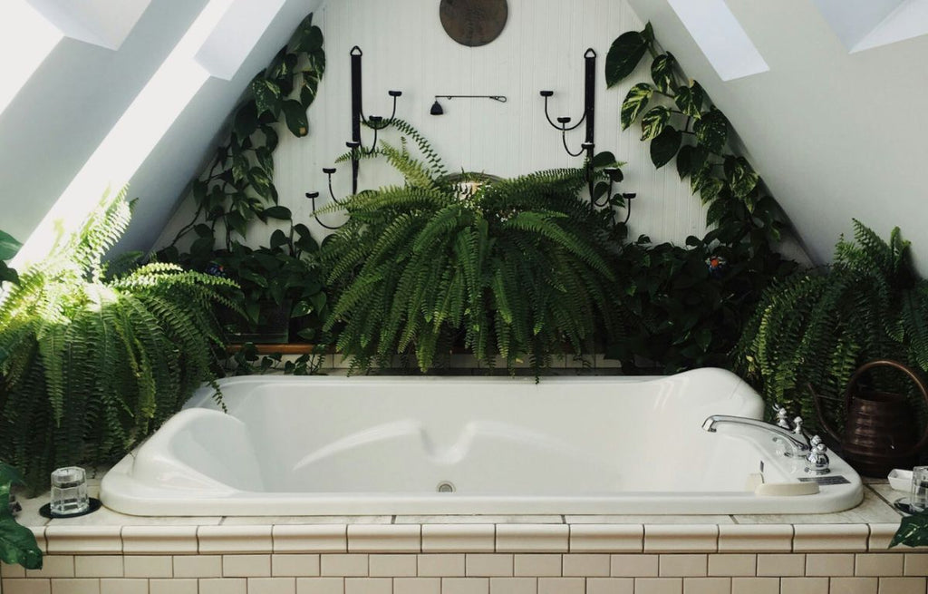 7 Low-Light-Loving Plants for Your Bathroom Oasis