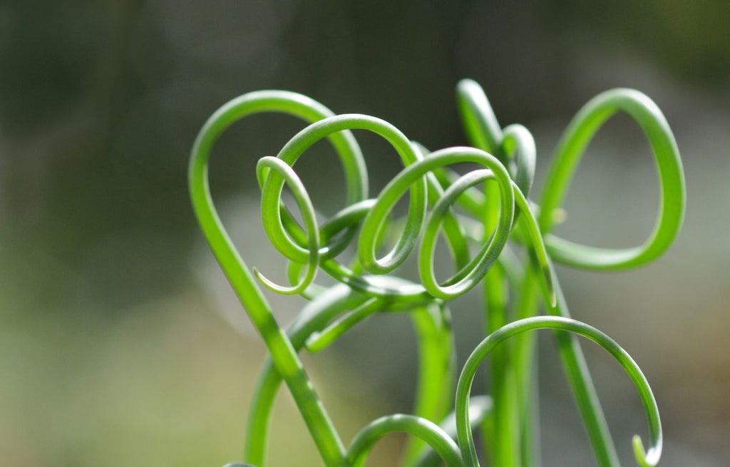 Albuca Spiralis