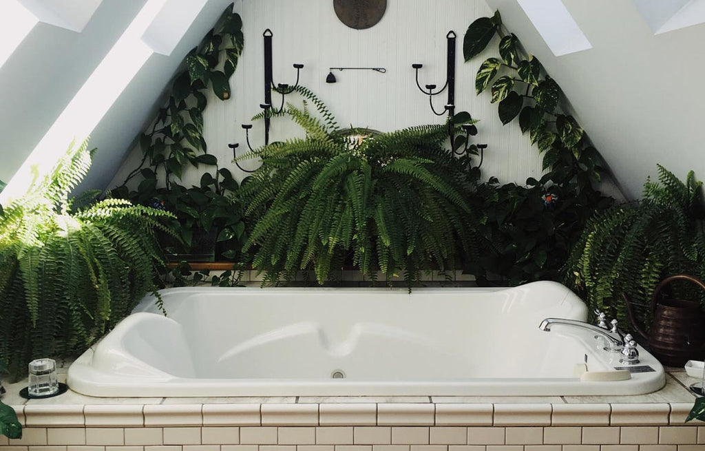 Top 5 Bathroom Plants