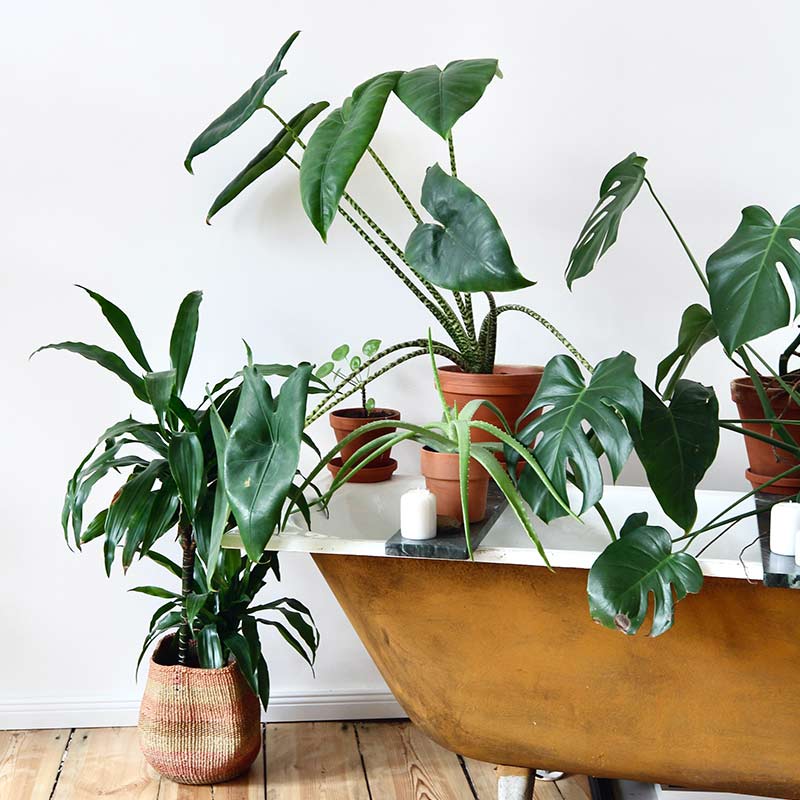 Monstera deliciosa Plants thriving in the humidity of a bathroom.