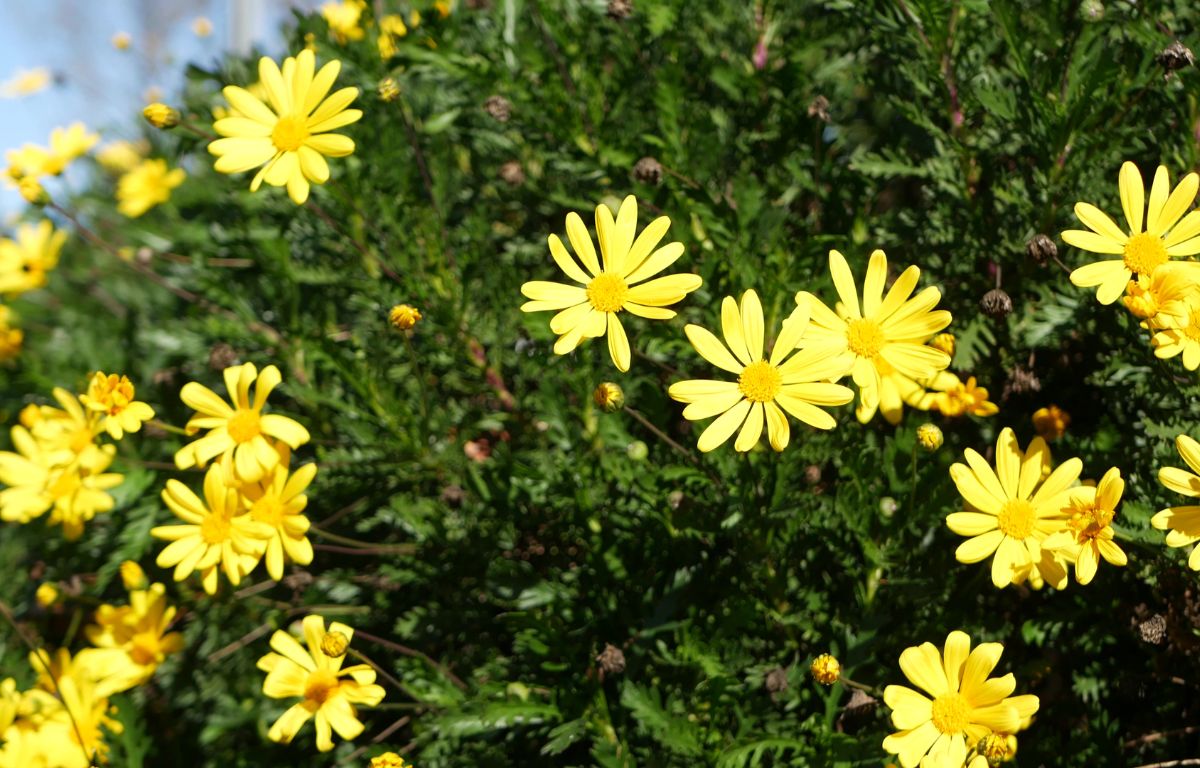 Brighten Your Garden with a Bush Daisy – The Balcony Garden US