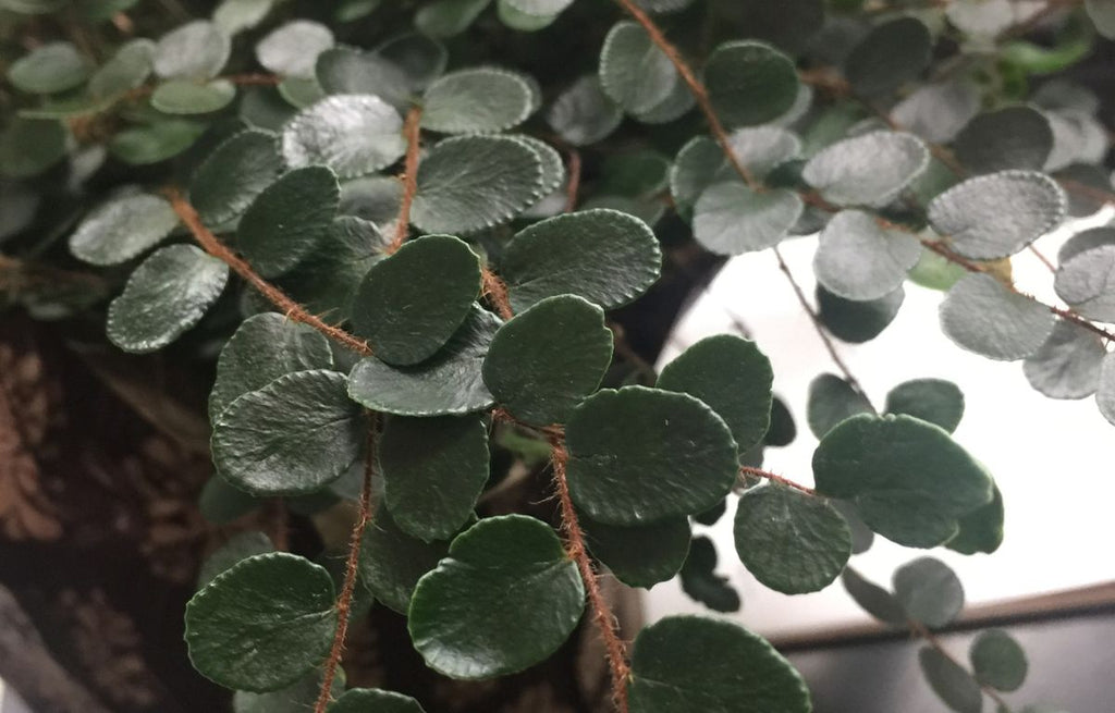 Caring for a Button Fern (Pellaea rotundifolia)