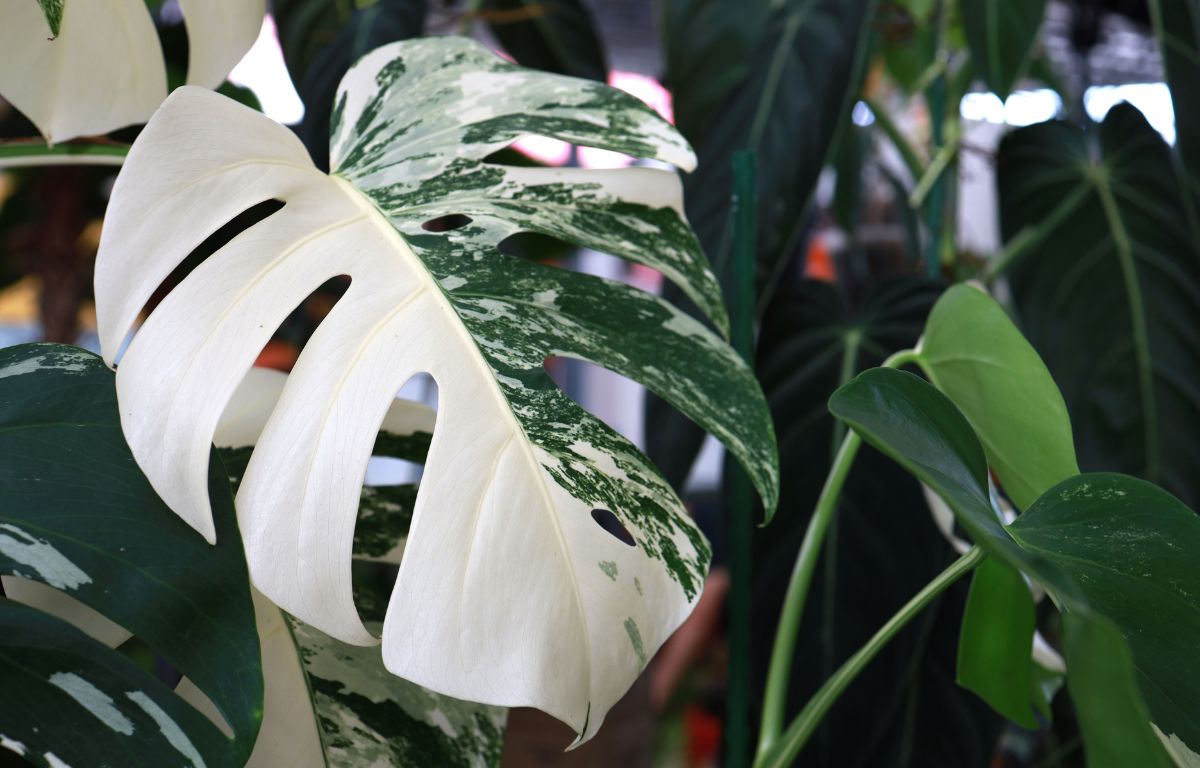 5 Most Coveted Rare Plants of 2024  The Balcony Garden US