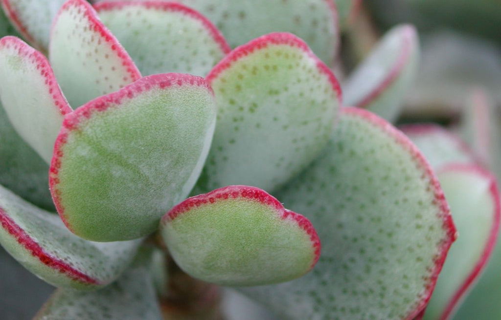 How to Care for Crassula ‘Blue Bird’