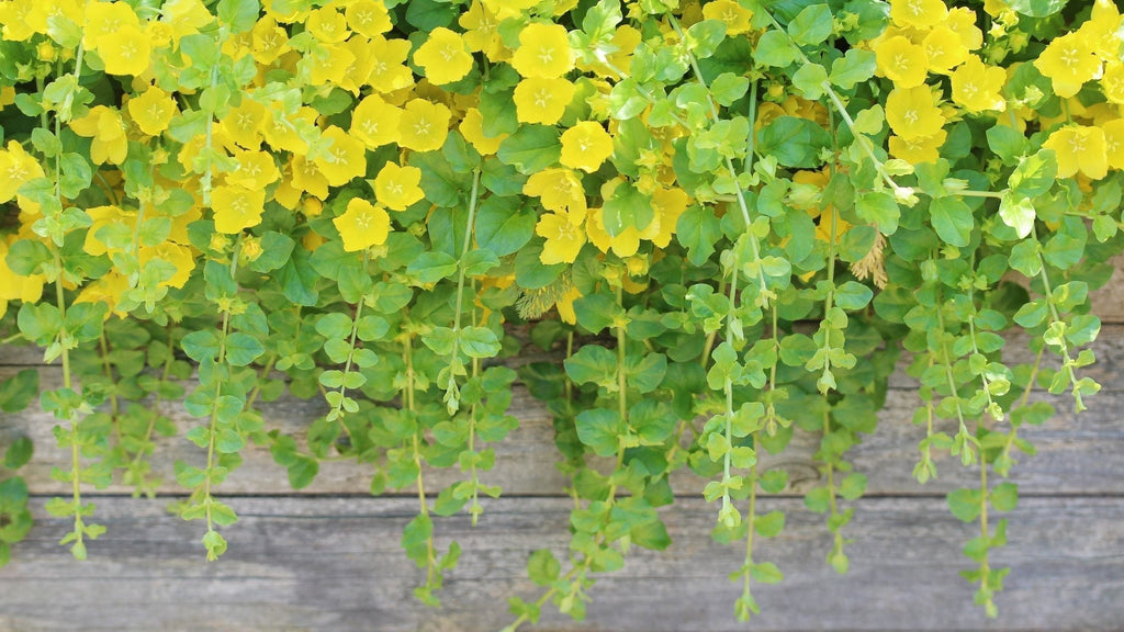 Creeping Jenny plant with bright yellow flowers and trailing green foliage in a wooden planter