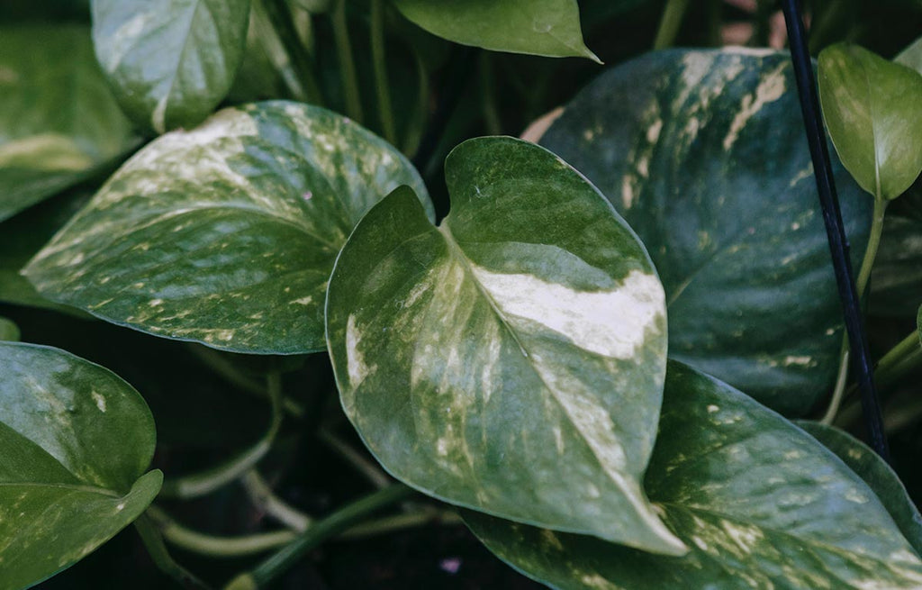 Dense foliage of a variegated patterned Devil's Ivy vine.