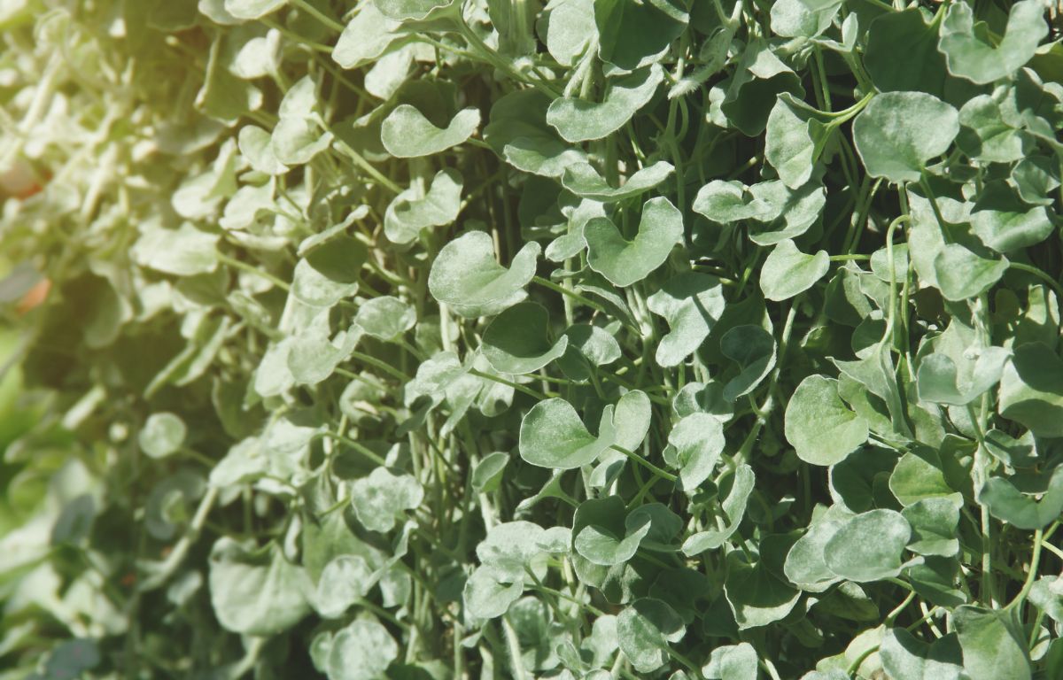 Shimmering Splendor: A Guide to Dichondra Silver Falls Care  The Balcony  Garden US