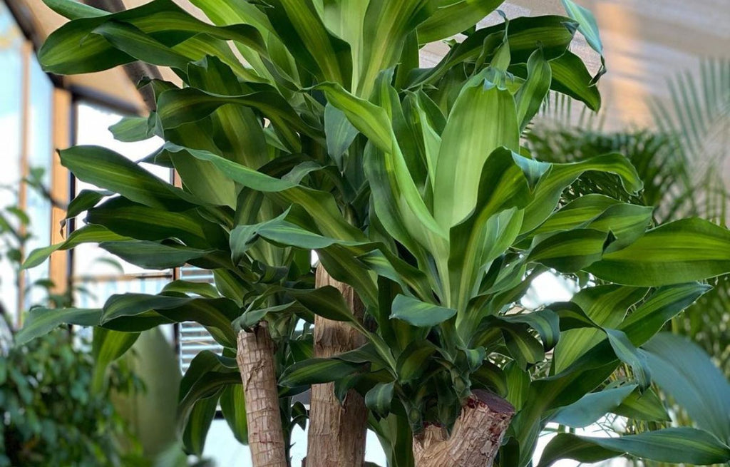 Happy Plant - Dracaena fragrans 'Massangeana'