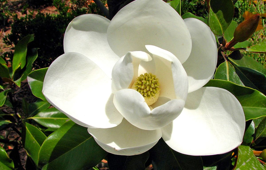 Magnolia flower