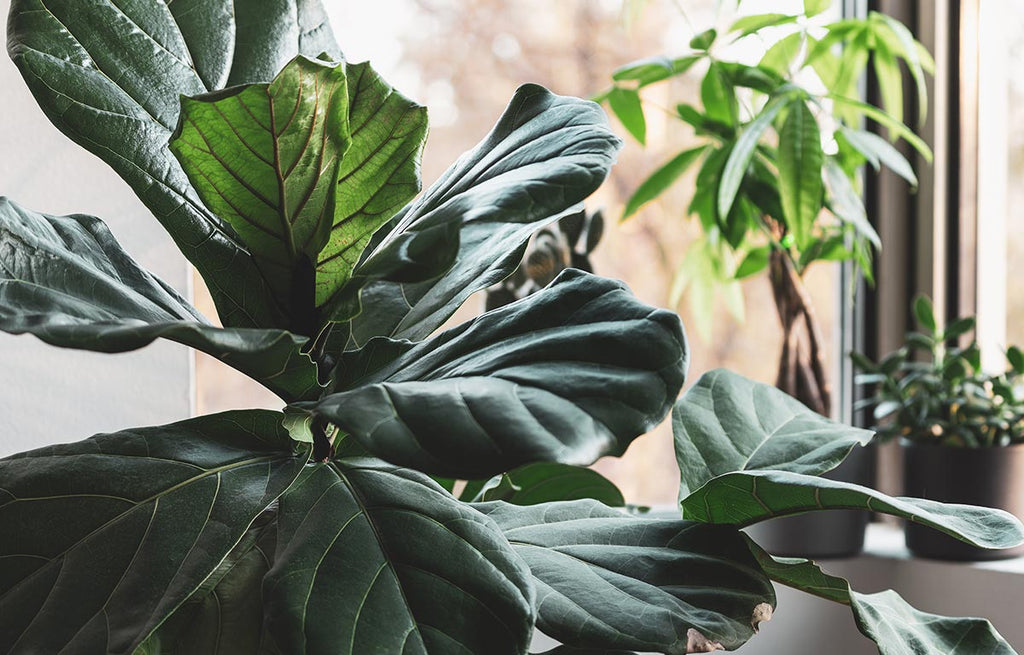 Impressive Fiddle Leaf Fig Tree thriving in a brightly sunlit interior room.