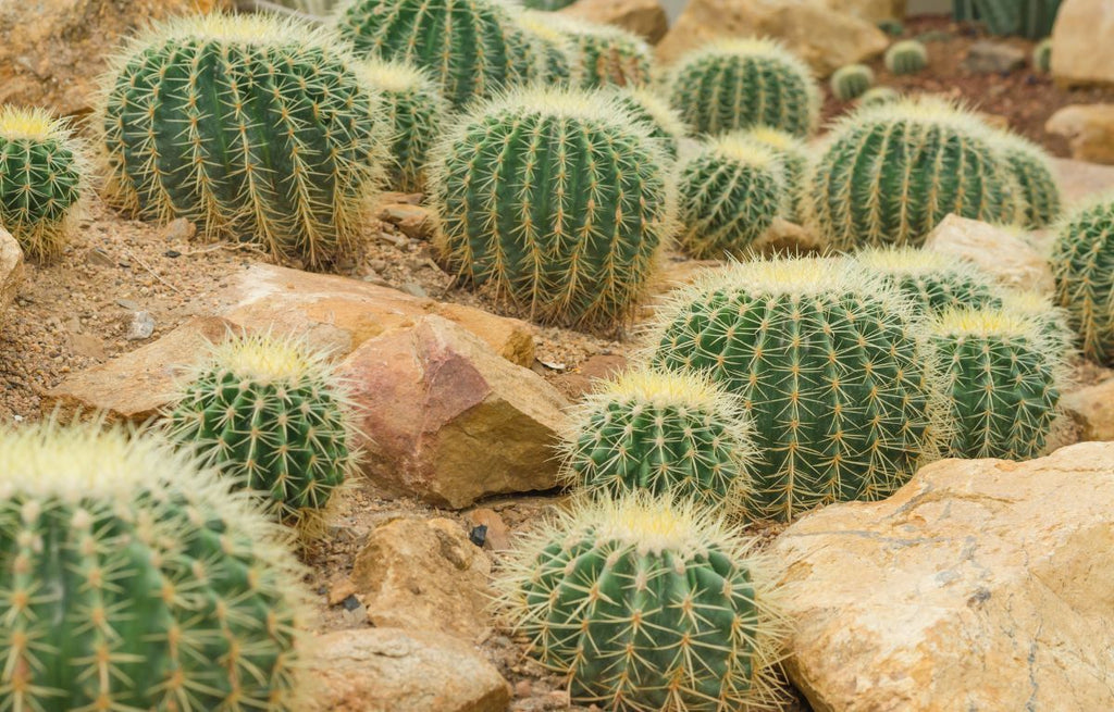 The Golden Barrel Cactus: A Striking Succulent for Your Garden