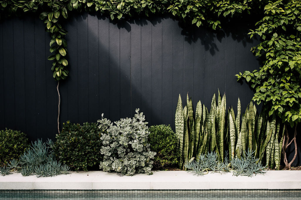 Caring for Madagascar Jasmine – The Balcony Garden US