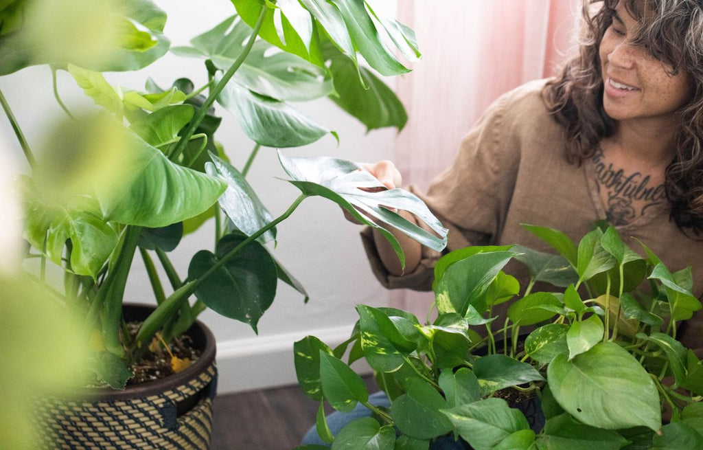 10 Hard to Kill Houseplants