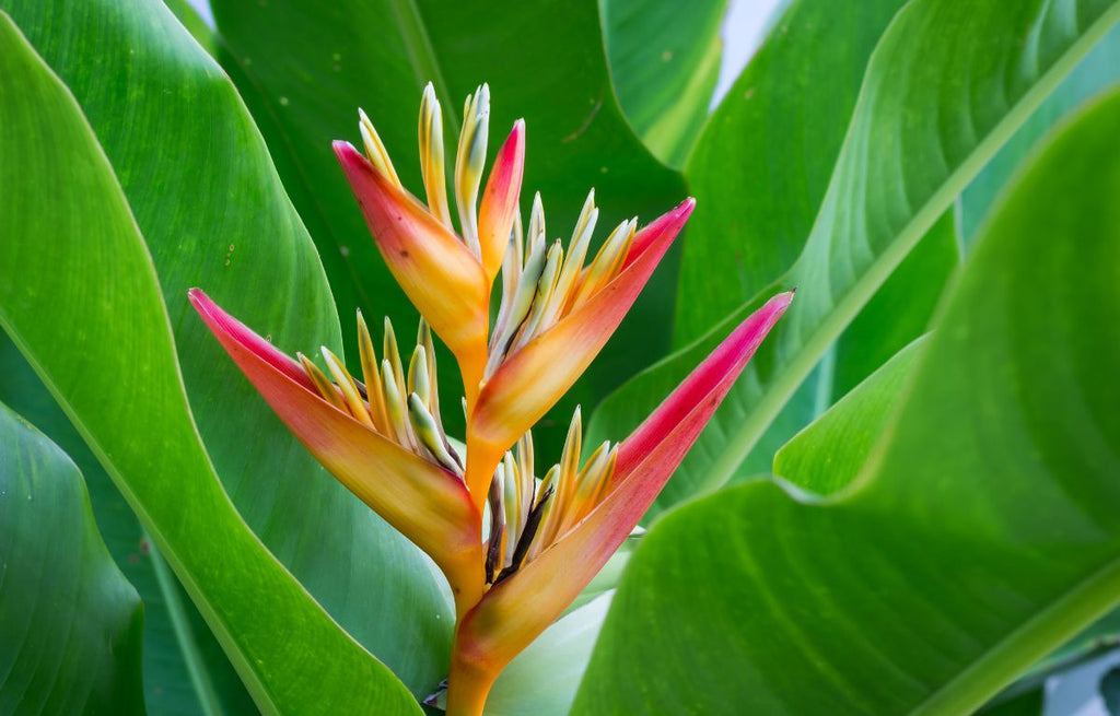 Vibrant Heliconia 'Hot Rio Nights'