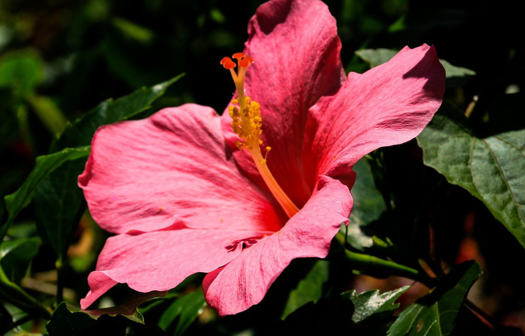 8 Plants That Transform Your Garden Into a Tropical Paradise