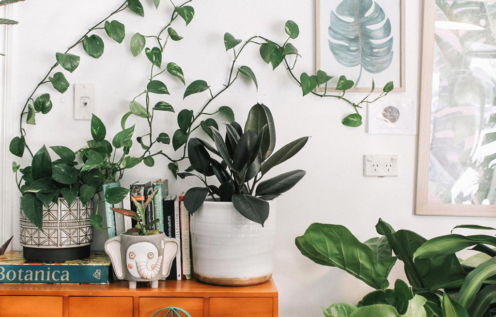 Thriving indoor plants growing on a bookshelf.