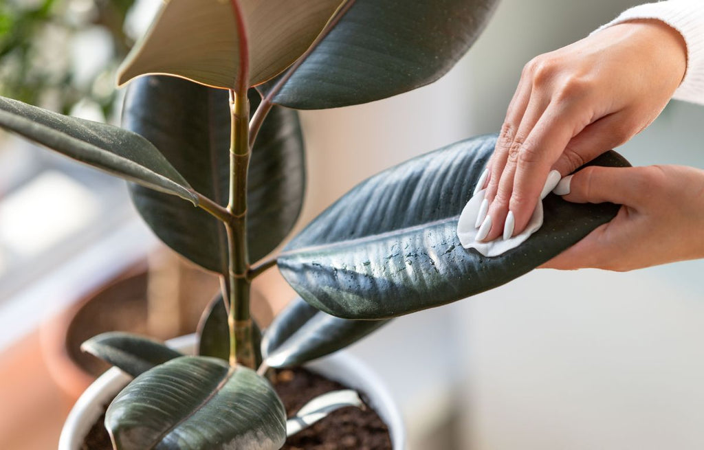 Hand removing plant scale from leaf