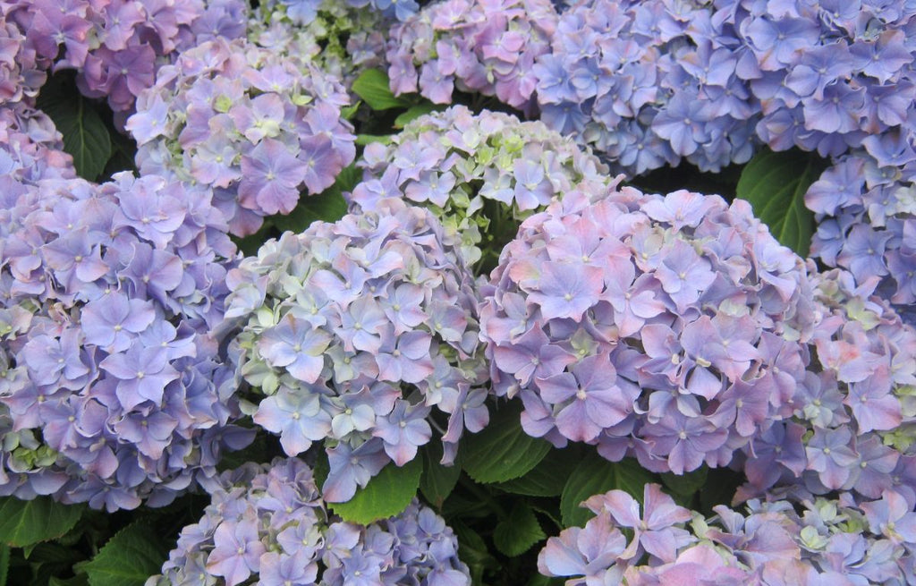 How to Care for Hydrangeas: A Guide for Stunning Blooms