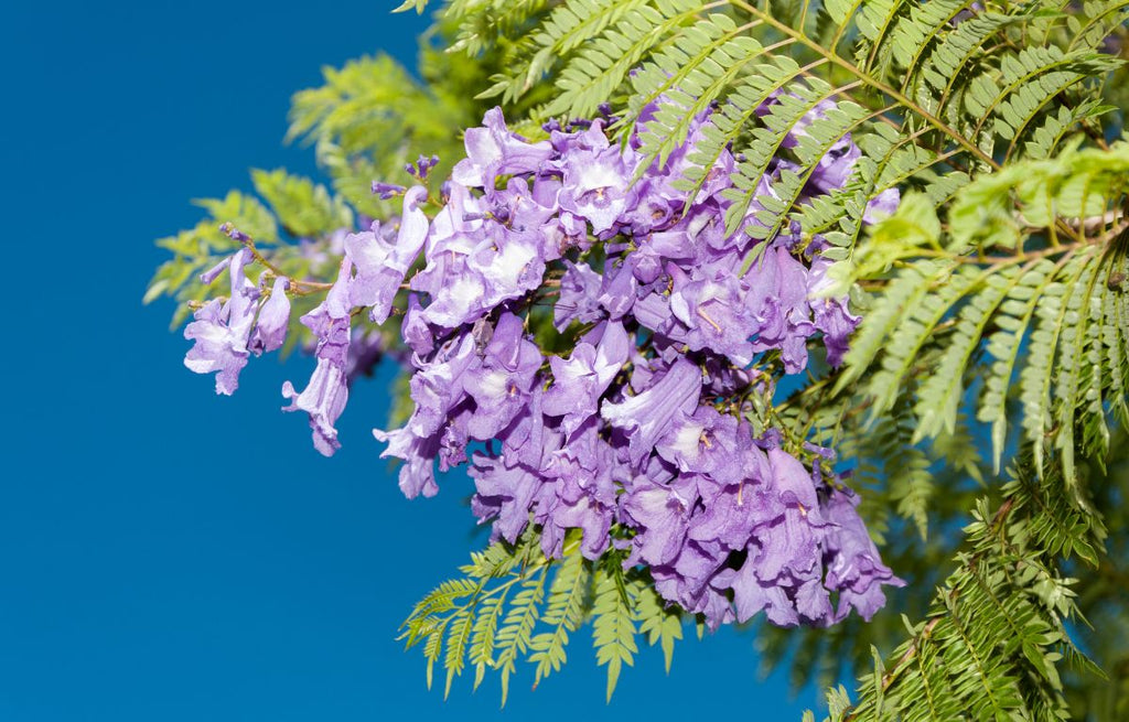 Caring for the Jacaranda – Jacaranda mimosifolia