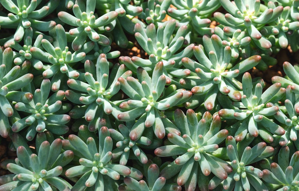 Plant Profile: Jelly Bean Sedum Pachyphyllum