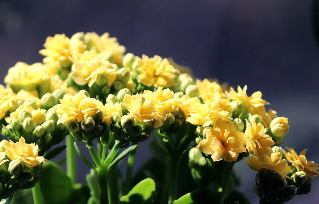 A black background enhances the tiny yellow flowers of a Kalanchoe blosseldiana.