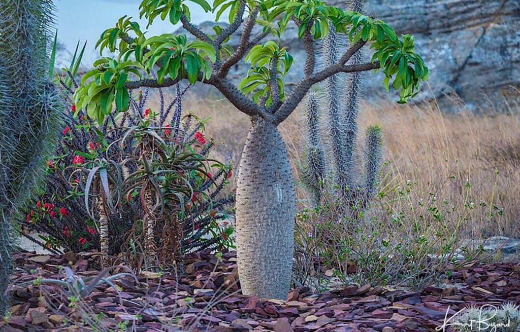 Madagascar Palm Tree has a bulbous stem with thick branches and soft elongated green foliage.