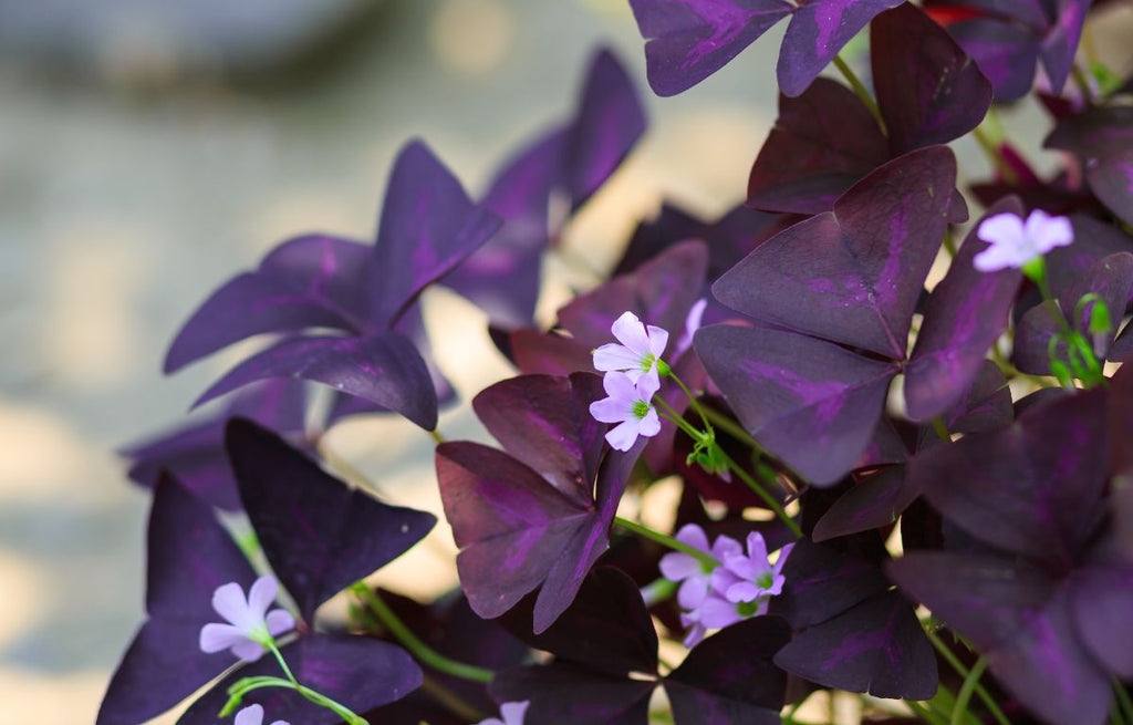 Oxalis Triangularis