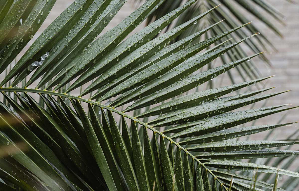 Humid jungle feel of a luscious Parlor Palm.