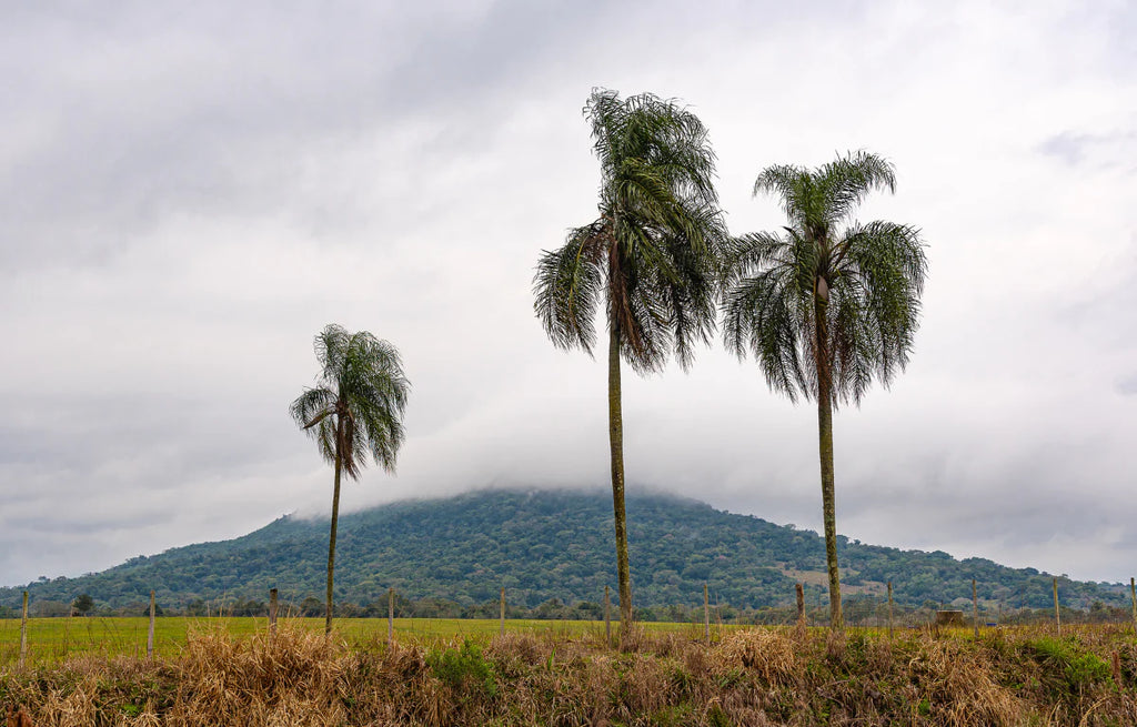 Meet the Queen Palm