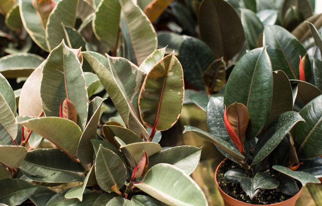 Rubber Plants Revealed: Origins, Care Tips, and Beautiful Varieties