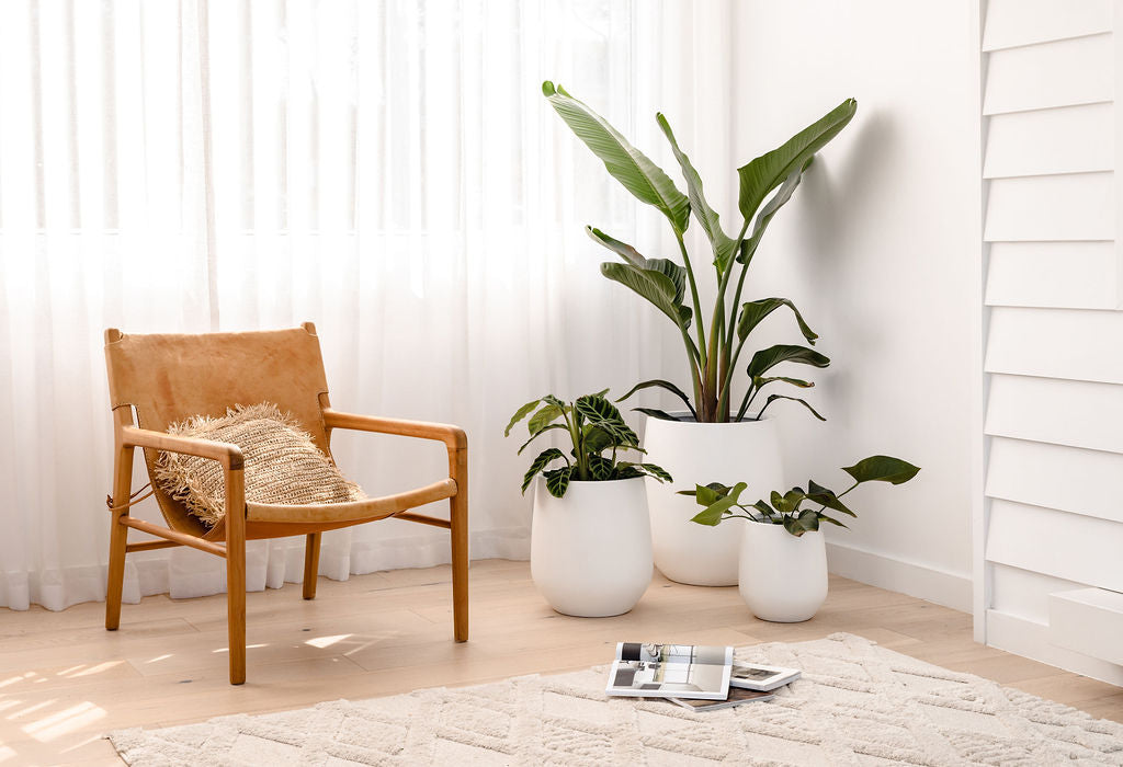 Trending Indoor Plants for 2024