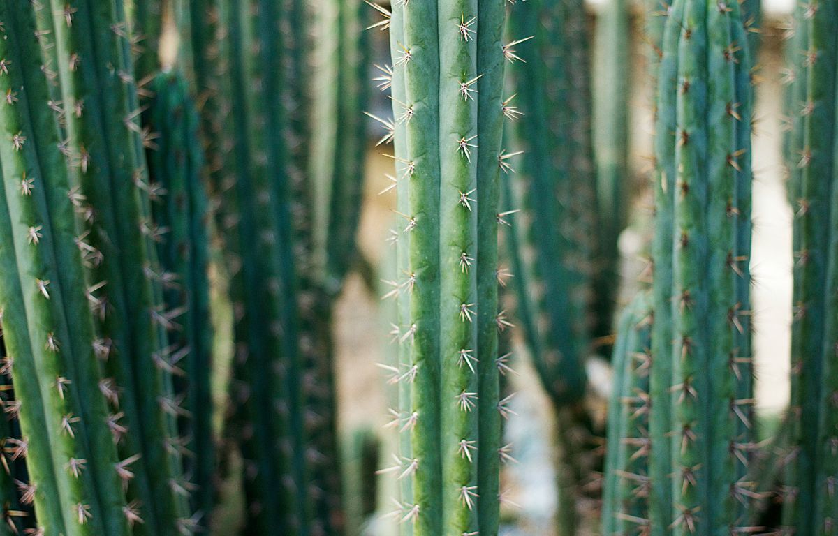 Revealing the Secrets of the San Pedro Cactus  The Balcony Garden US