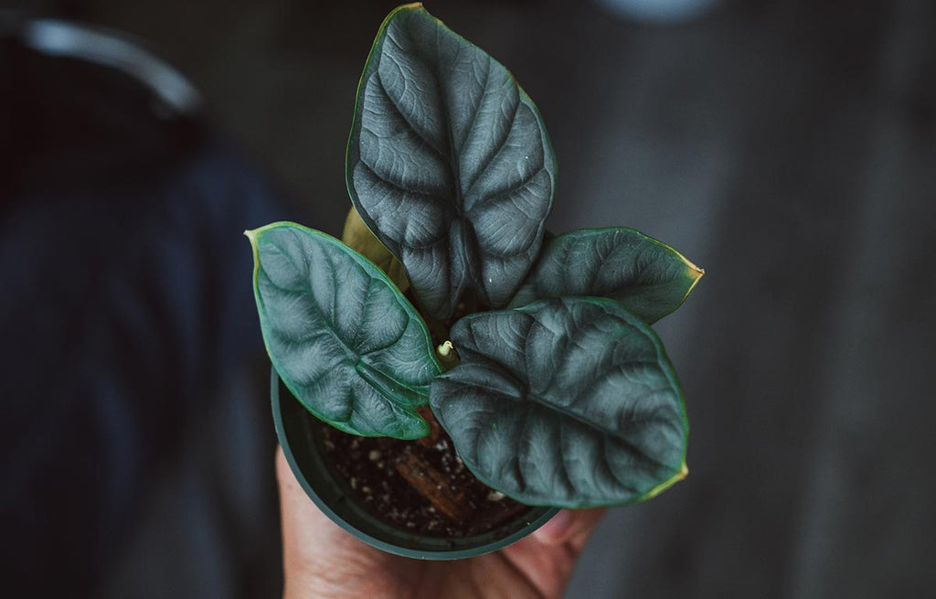 A potted baby Alocasia, Silver Dragon plant.