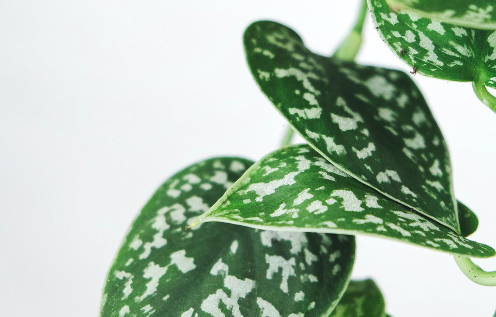 The green heart-shaped leaves of a Scindapsus Satin Pothos with grey speckled patterning.