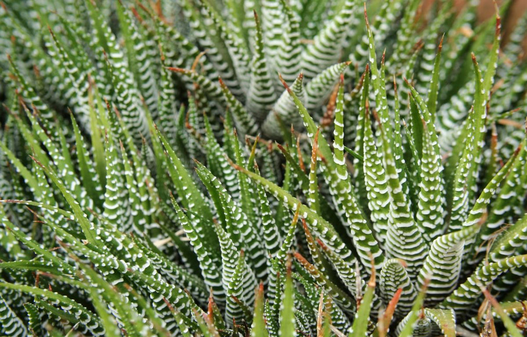 Cluster growing Zebra Plant, Hawothia fasciata.