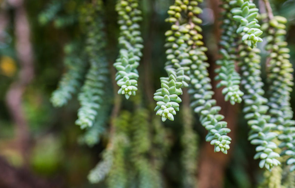 Sedum morganianum, Burro's Tail.