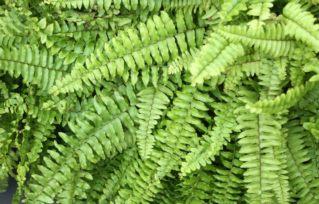 Lush Boston Fern foliage