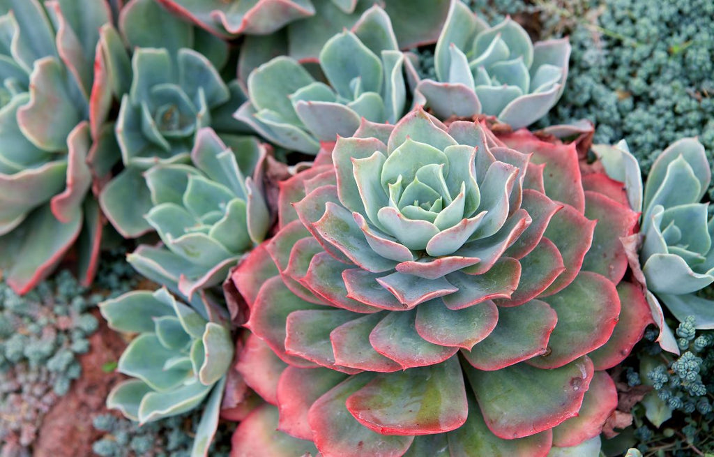 A cluster of pale green and red Echeveria.