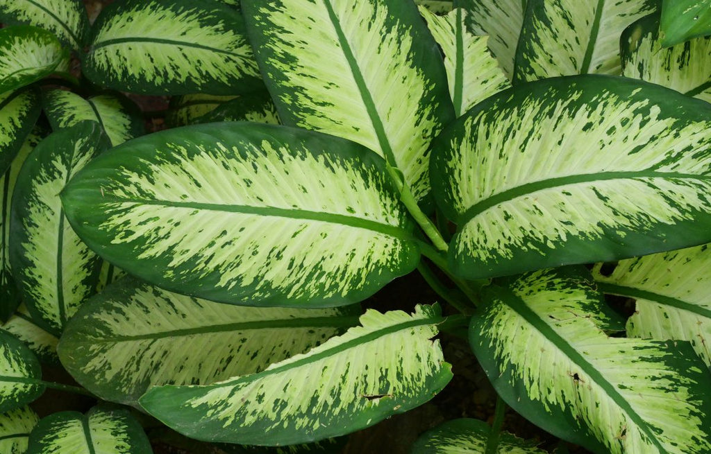 Dark green leafed plant with a prominent stripe down the spine and lime green variegation patterning.