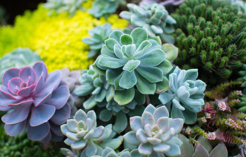 A cluster of small rosette Echeveria succulents in pale green, purples and blues.