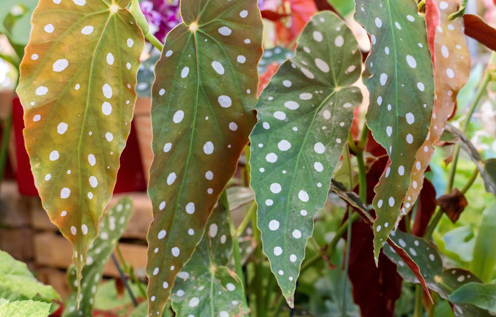 Polka Dot Begonia leaves.