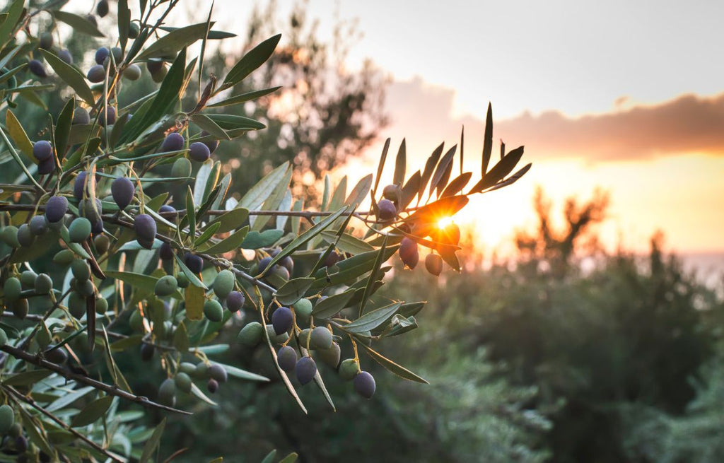 Golden sun sets on an Olive Tree branch.