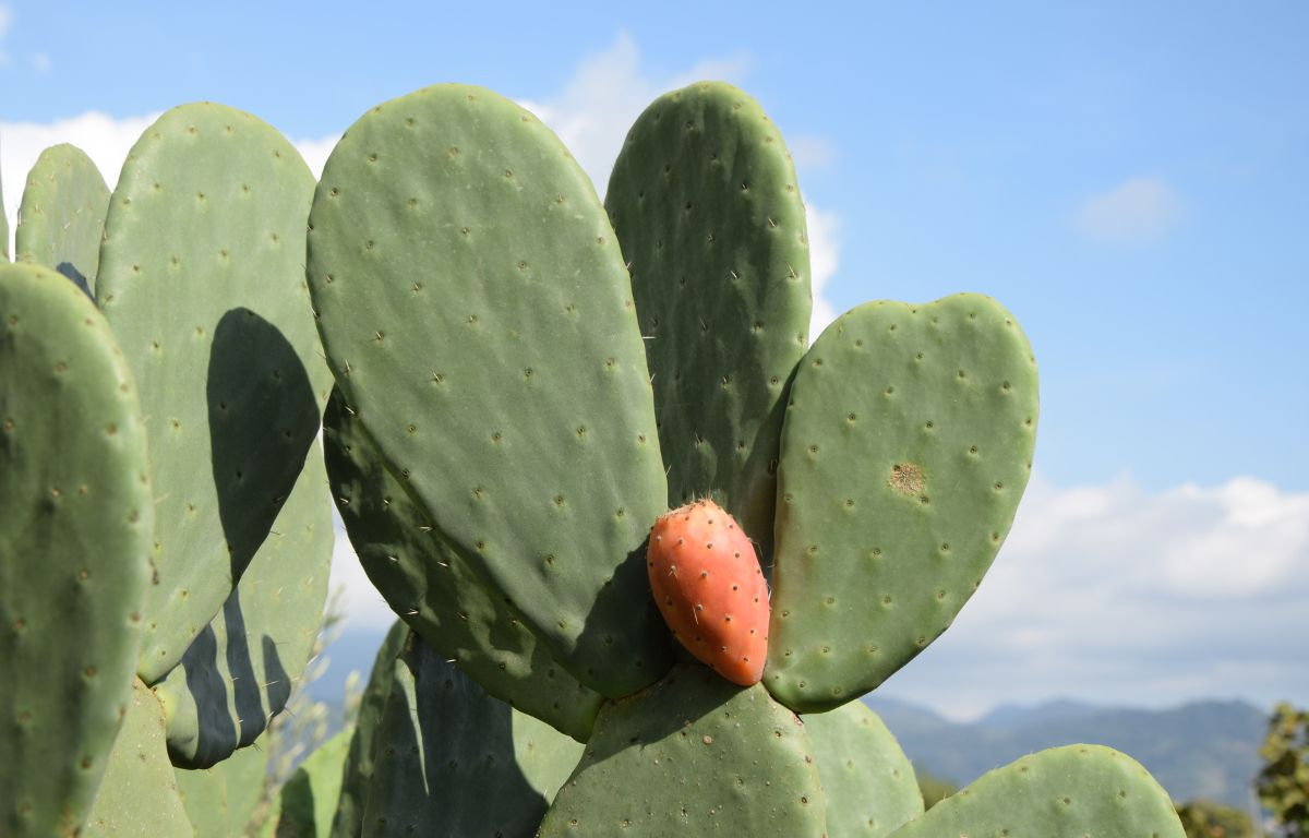 Prickly Pear- Opuntia Burbank Spineless  The Balcony Garden US