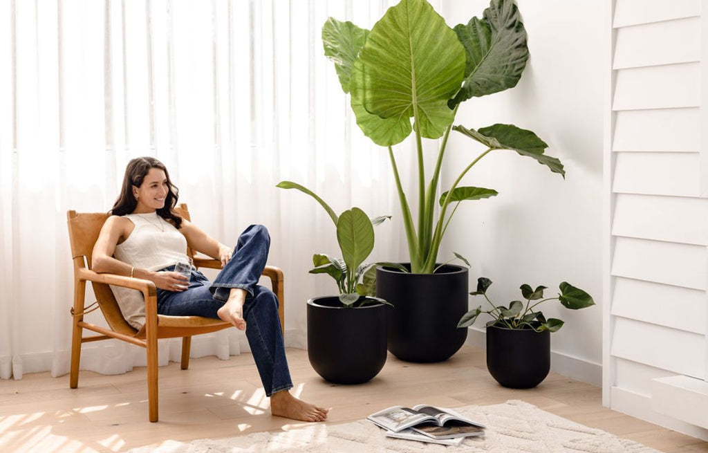 A white decor room with black pots and thriving green plants.